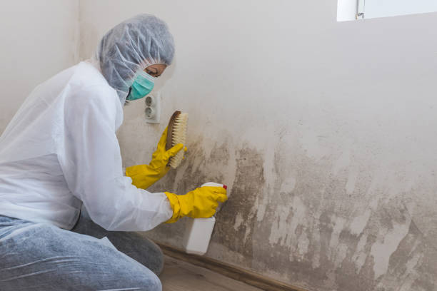 West Wyoming, PA Mold Remediation Company